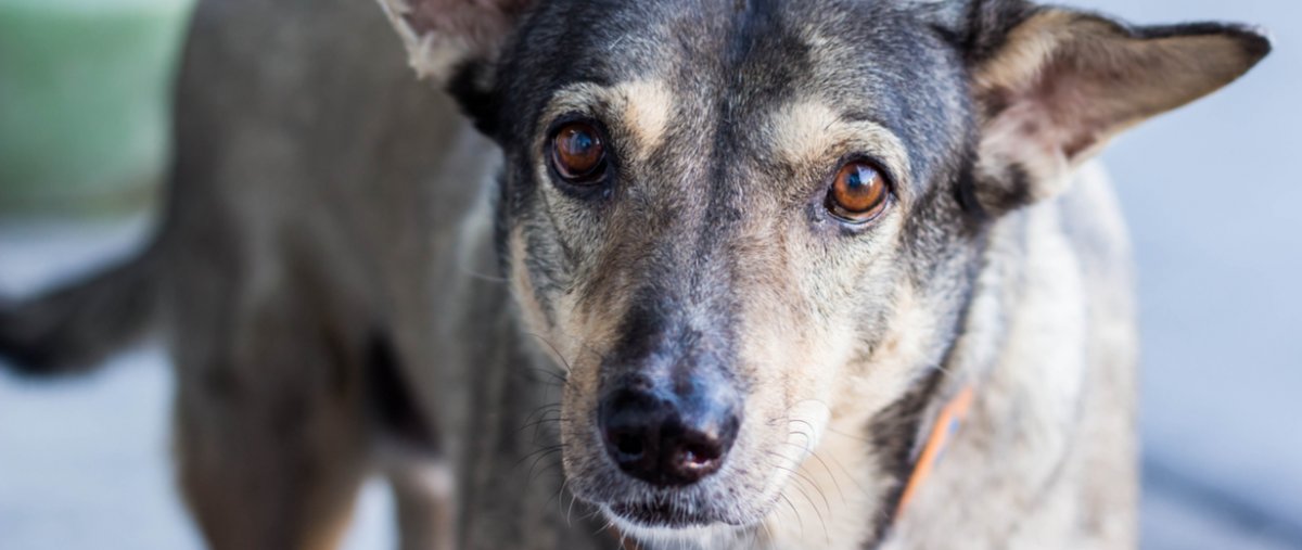 owalo design Tierheim Andernach Hunde